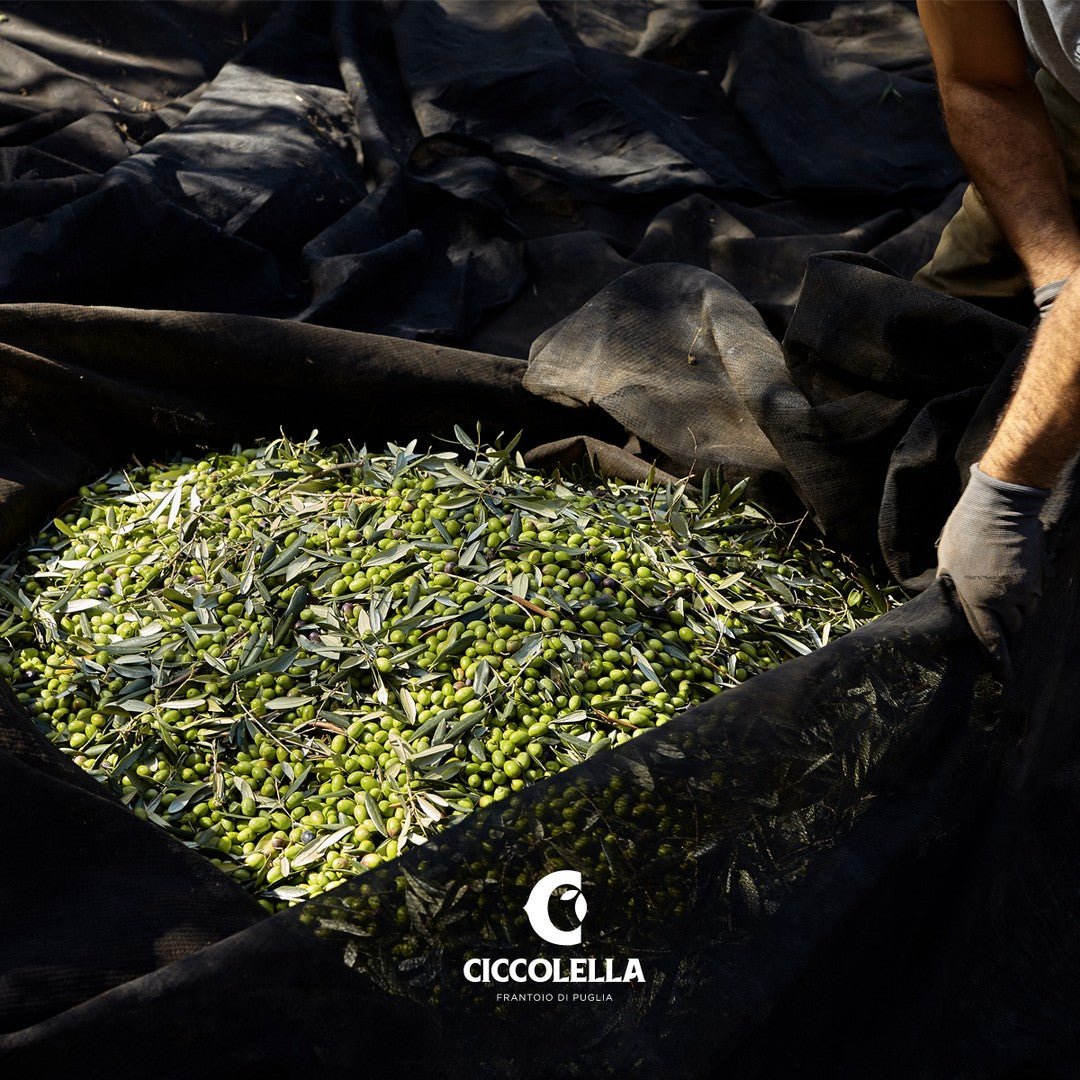 oliwa z oliwek extra virgin - Cagnara DOP - Ciccolella - Slow Italy